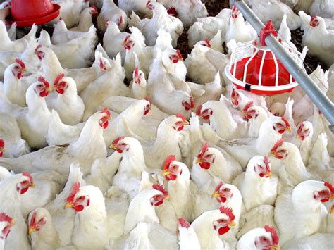 Pollos de venta - Negocio de crianza y procesamiento de productos de origen avícola en República Dominicana. Para criar, engordar, procesar y comercializar pollos y todo tipo de aves.